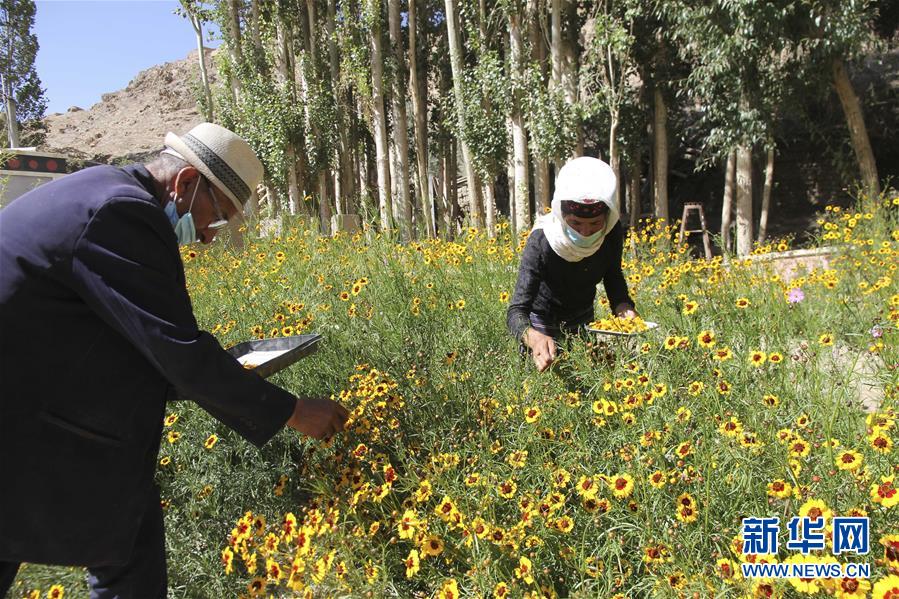 (決戰(zhàn)決勝脫貧攻堅(jiān)·圖文互動(dòng))(1)帕米爾高原盛開(kāi)“富民花”