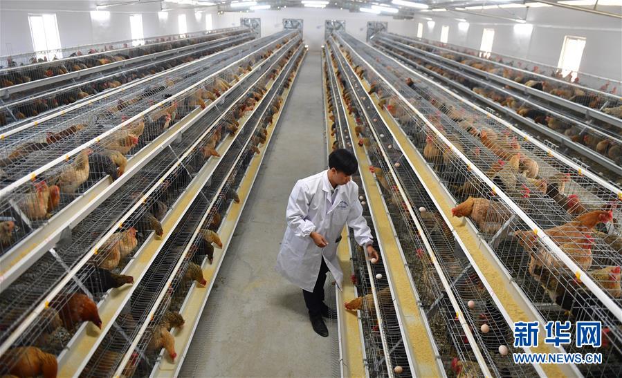 （新華全媒頭條&middot;圖文互動(dòng)）（10）決戰(zhàn)千山萬弄間&mdash;&mdash;廣西&ldquo;極貧角落&rdquo;最后攻堅(jiān)記