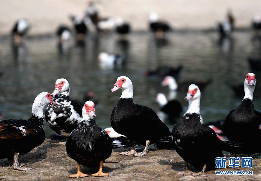 (決戰(zhàn)決勝脫貧攻堅·圖文互動)(6)17代人追逐的夢想實現(xiàn)了——記冀南平原劉秋口村變遷