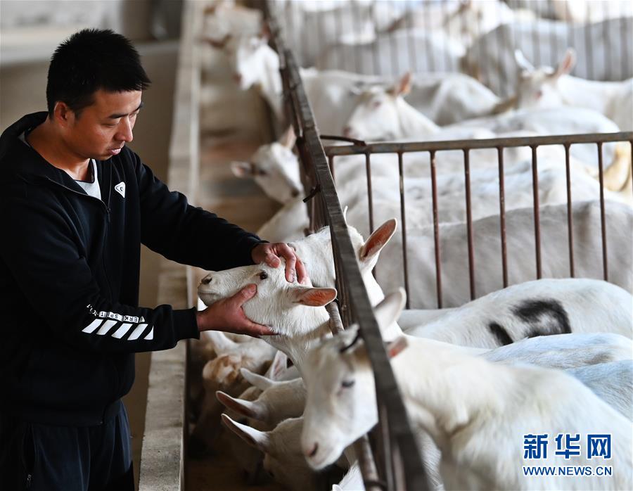 （五中全會精神在基層&middot;圖文互動）（1）大學(xué)生&ldquo;羊倌&rdquo;成了致富&ldquo;領(lǐng)頭羊&rdquo;