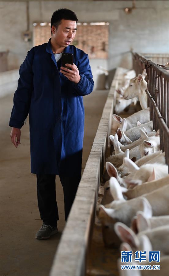 （五中全會精神在基層&middot;圖文互動）（4）大學(xué)生&ldquo;羊倌&rdquo;成了致富&ldquo;領(lǐng)頭羊&rdquo;