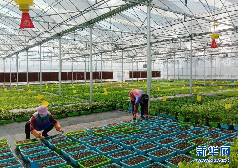 (在習(xí)近平新時(shí)代中國(guó)特色社會(huì)主義思想指引下——新時(shí)代新作為新篇章·習(xí)近平總書記關(guān)切事·圖文互動(dòng))(5)抗疫之下 保供無(wú)憂