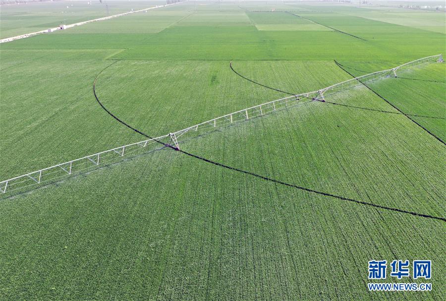 （在習(xí)近平新時代中國特色社會主義思想指引下&mdash;&mdash;新時代新作為新篇章&middot;習(xí)近平總書記關(guān)切事&middot;圖文互動）（4）新農(nóng)事、新希望&mdash;&mdash;夏收前田間新動態(tài)掃描