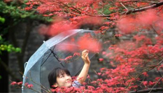 秋日揚(yáng)州&ldquo;楓&rdquo;景迷人