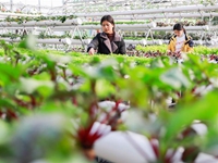 江蘇盱眙：&ldquo;創(chuàng)意農(nóng)業(yè)&rdquo;美鄉(xiāng)村