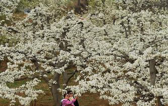 梨花爭(zhēng)艷春滿(mǎn)園