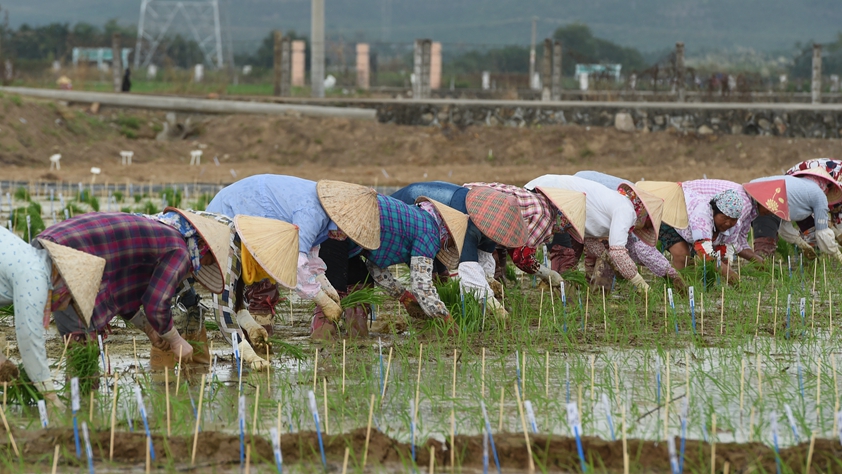 海南農墾：農業(yè)&ldquo;國家隊&rdquo;打贏改革&ldquo;翻身仗&rdquo;