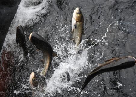 千島之問(wèn)&mdash;&mdash;浙江千島湖的生態(tài)和諧之道