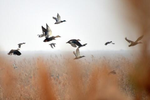 黃河三角洲的鳥(niǎo)兒&ldquo;話事人&rdquo;