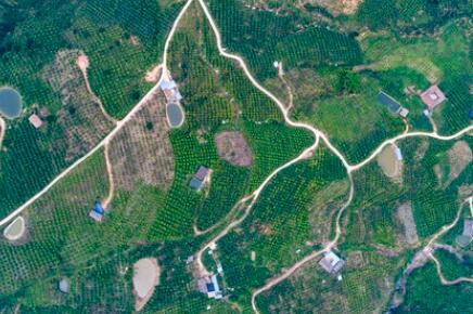 金沙江畔新華坪：黑色轉(zhuǎn)綠色，荒山變金山