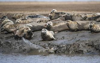 斑海豹洄游棲息遼河入?？? />  
<div>斑海豹洄游棲息遼河入海口</div>
</a> 
</div>
<div   id=