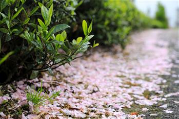 &ldquo;萬(wàn)畝茶海&rdquo;春色怡人