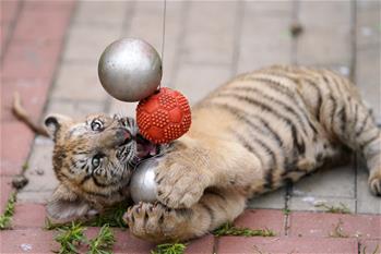 東北虎&ldquo;幼兒園&rdquo;：&ldquo;萌娃&rdquo;愛運(yùn)動