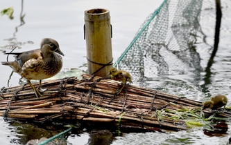 超有愛！西湖里的鴛鴦&ldquo;愛心橋&rdquo;升級