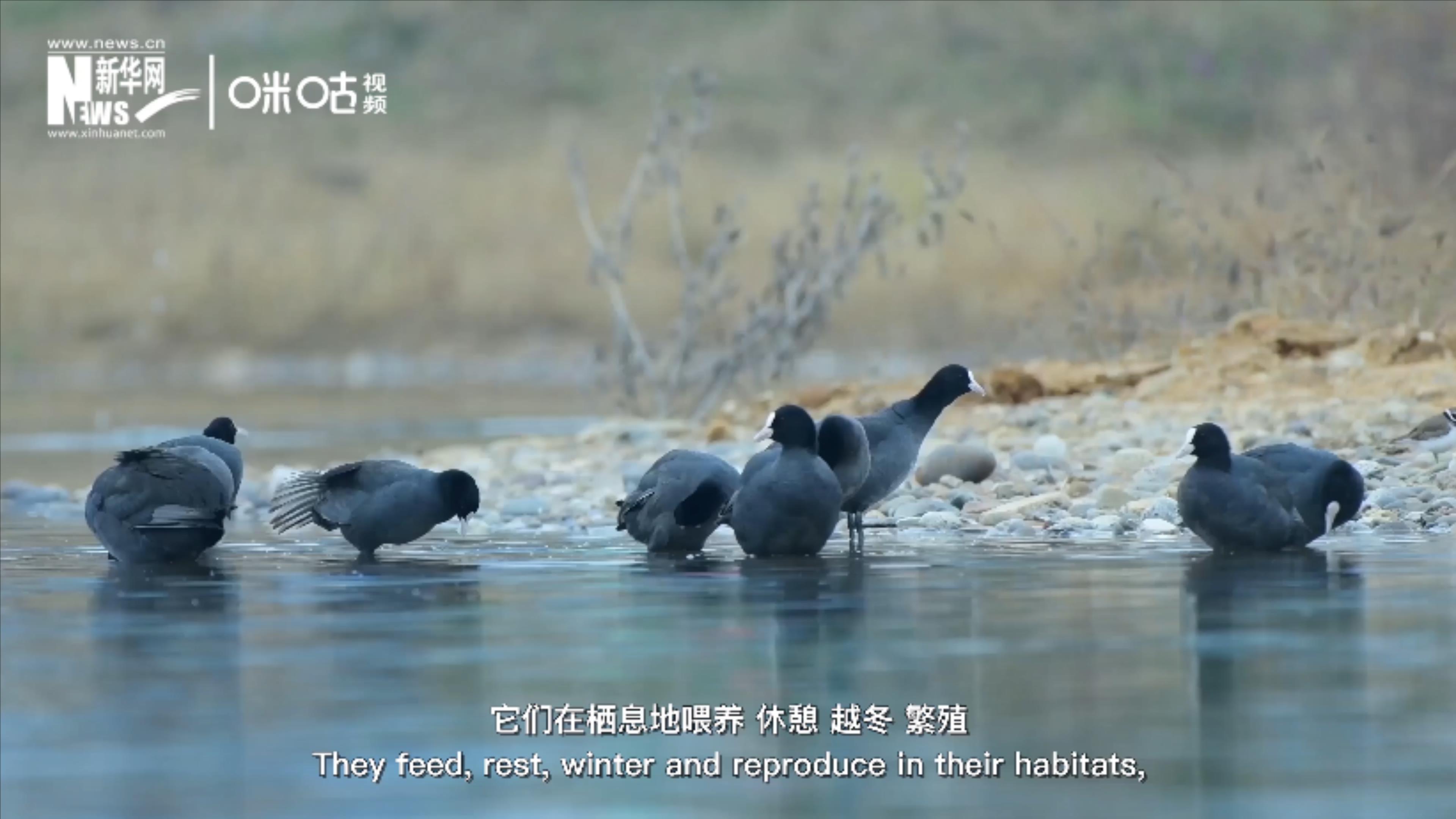 第七集:奇跡的遷徙