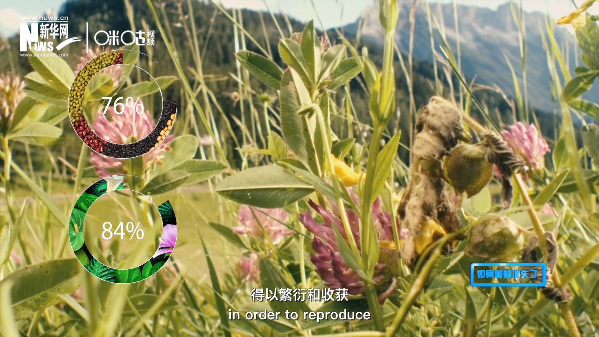 世界上百分之七十六的糧食作物和百分之八十四的植物，通過蜜蜂傳授花粉得以繁衍和收獲