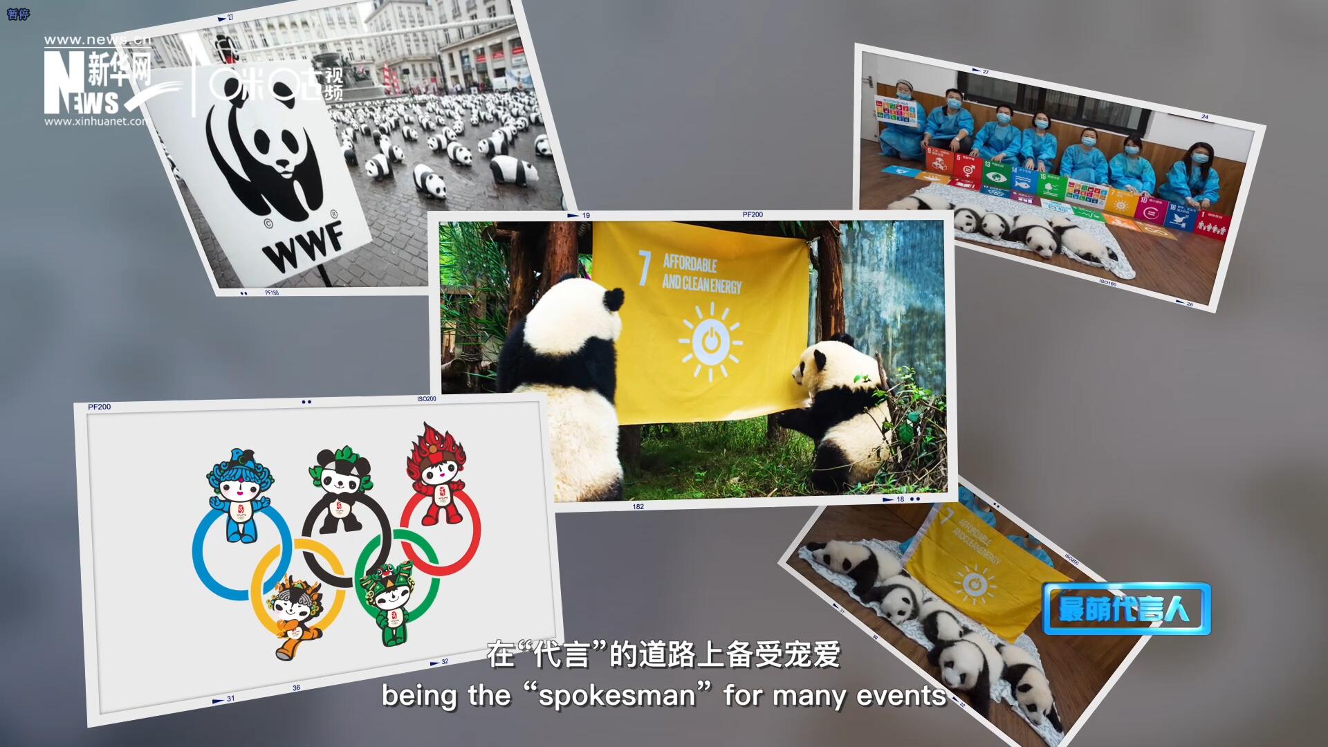 大熊貓在世界各地圈粉無數(shù)，在&ldquo;代言&rdquo;的道路上備受寵愛。