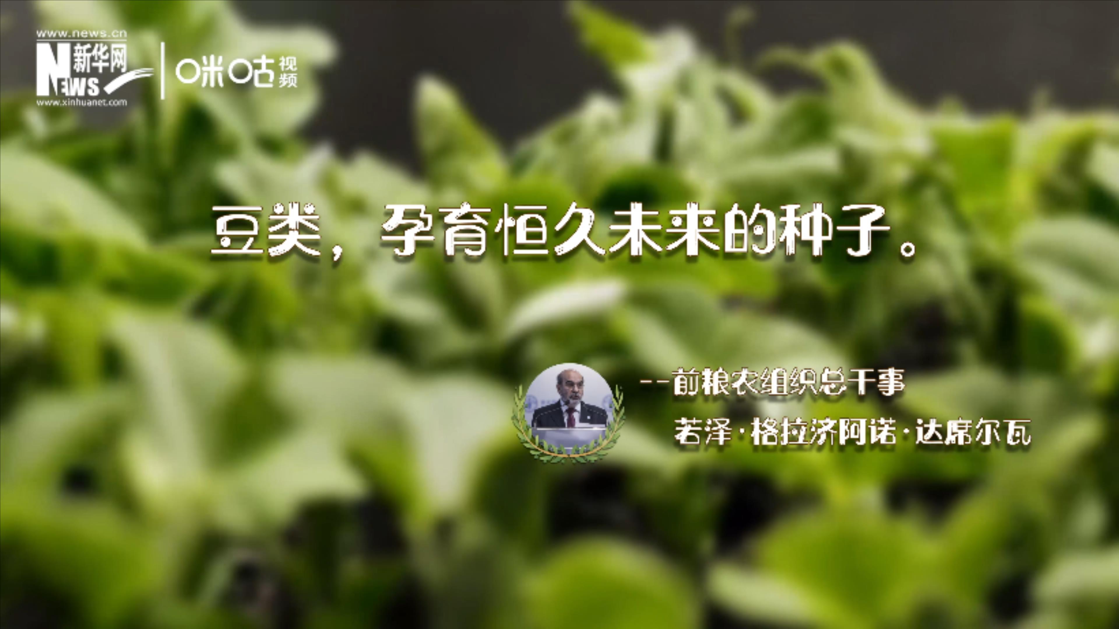 豆類，孕育恒久未來的種子