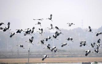 &ldquo;國(guó)寶&rdquo;東方白鸛飛臨巢湖濕地