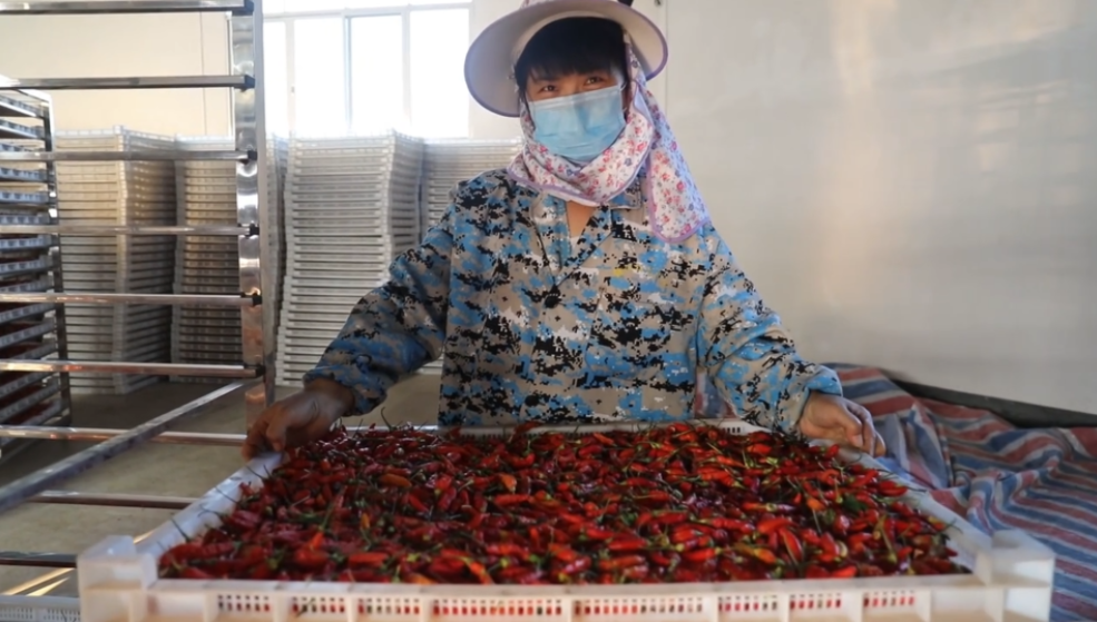 你怎么&ldquo;辣&rdquo;么好看！小辣椒映紅脫貧路