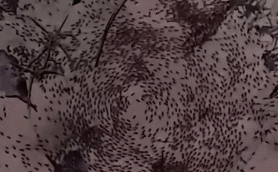 密集警告 泰國(guó)拍到罕見(jiàn)&ldquo;螞蟻死亡旋渦&rdquo;