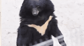 被懷疑是&ldquo;人扮的&rdquo; 成都動物園黑熊人模人樣