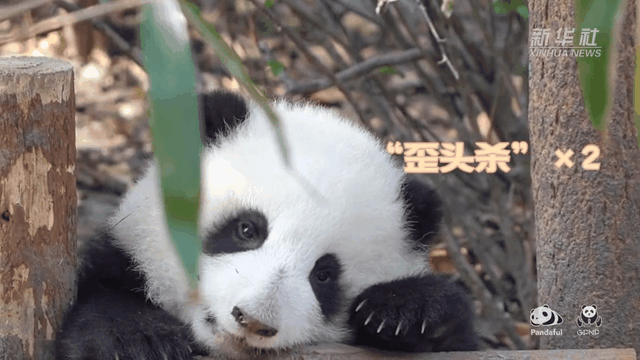 請注意，前方有滾滾發(fā)起近距離&ldquo;歪頭殺&rdquo;