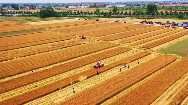 瞰豐收！風(fēng)吹麥浪 &ldquo;鐵馬&rdquo;馳騁