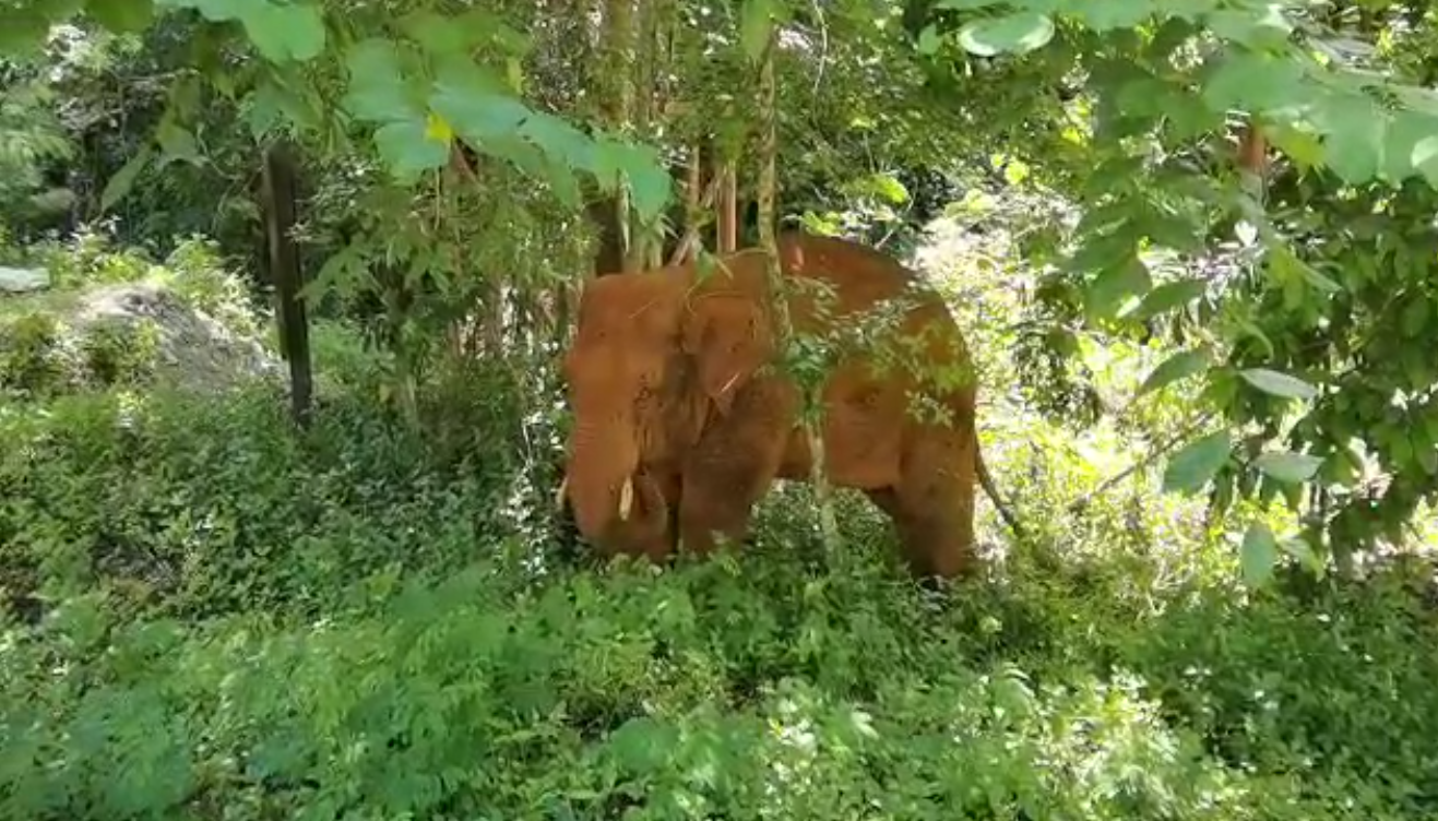 離群32天！云南北移離群獨(dú)象安全回家 專家詳解獨(dú)象&ldquo;南歸&rdquo;