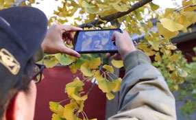 拯救你的拍照技術(shù)！五招用手機(jī)拍出唯美銀杏照