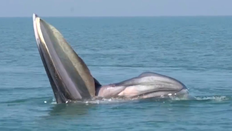 罕見(jiàn)！布氏鯨首次主動(dòng)靠近科研船