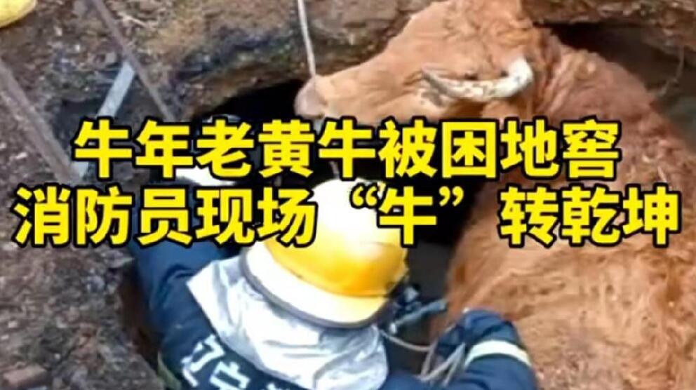 牛年老黃牛被困地窖，消防員現(xiàn)場&ldquo;牛&rdquo;轉(zhuǎn)乾坤！
