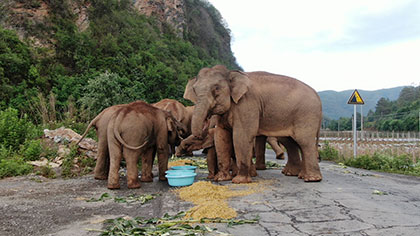 大象去哪兒？ 昨天野象群在玉溪易門(mén)活動(dòng)