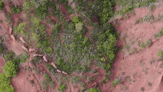 &ldquo;象&rdquo;往何方？ 象群正翻山南行 當(dāng)?shù)赜行蚴枭⑷罕? /></a>
<div   id=