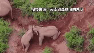 &ldquo;象&rdquo;往何方？野象群持續(xù)向南行進