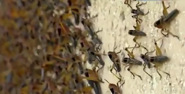 恐怖！ 漫天飛舞 俄邊疆區(qū)遭蝗蟲、瓢蟲侵襲