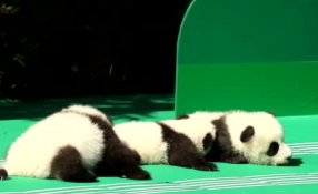 &ldquo;萌神&rdquo;駕到！新生熊貓寶寶&ldquo;C位&rdquo;亮相