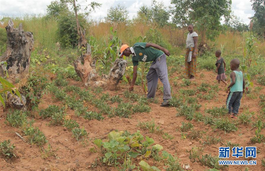 (國際)(3)津巴布韋預(yù)計今年逾700萬人將面臨糧食短缺