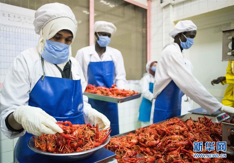 （國際&middot;圖文互動）（7）從尼羅河畔到中國餐桌&mdash;&mdash;一只&ldquo;洋&rdquo;小龍蝦的36小時旅程