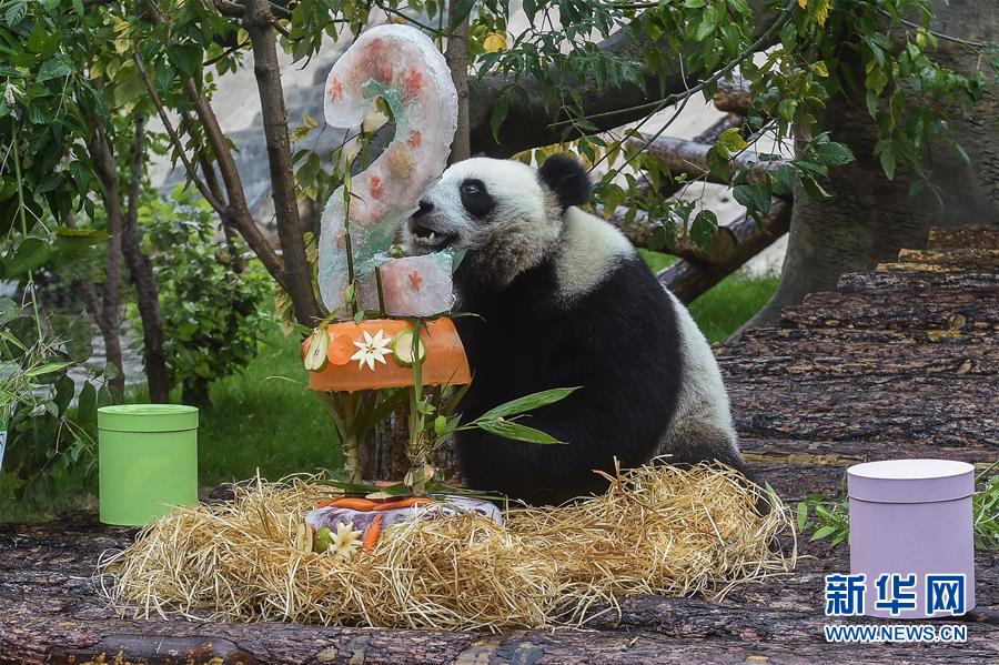 （國際）（3）莫斯科動物園為大熊貓&ldquo;如意&rdquo;和&ldquo;丁丁&rdquo;慶生