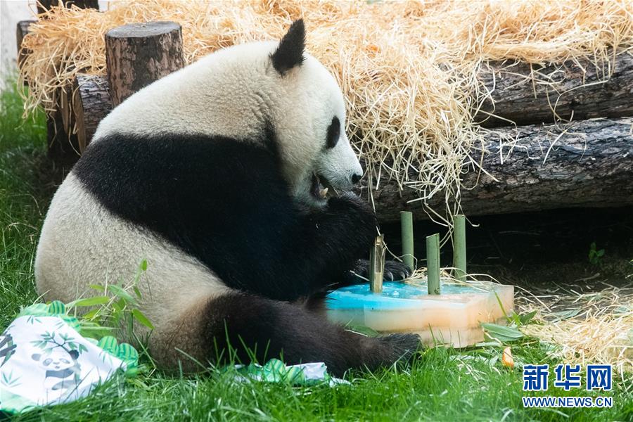 （國際）（7）莫斯科動物園為大熊貓&ldquo;如意&rdquo;和&ldquo;丁丁&rdquo;慶生