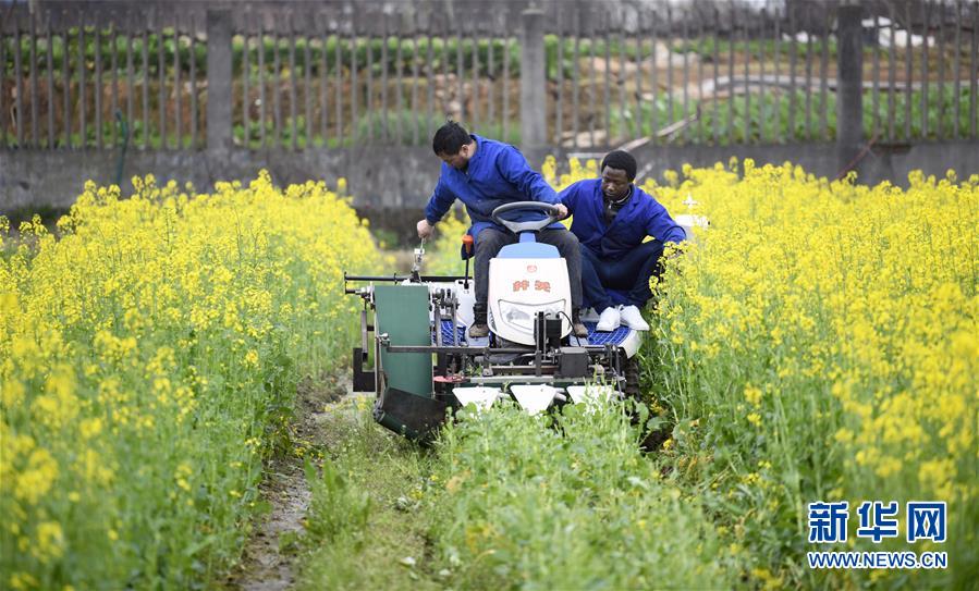 (在習近平新時代中國特色社會主義思想指引下——新時代新作為新篇章·總書記關(guān)切開放事·圖文互動)(10)來中國“學(xué)種地”的“洋學(xué)生”