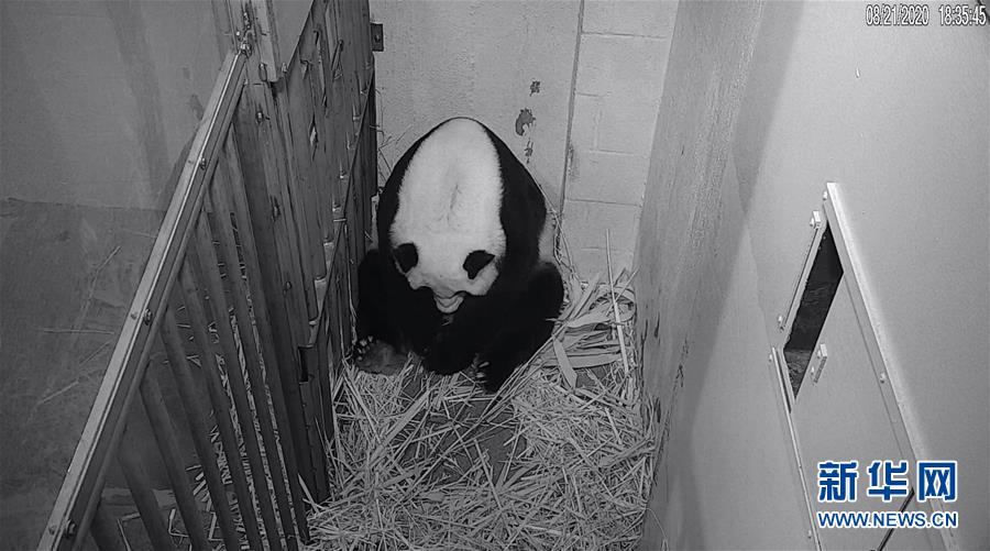 (國際)(1)22歲“高齡”旅美大熊貓“美香”順利產(chǎn)仔