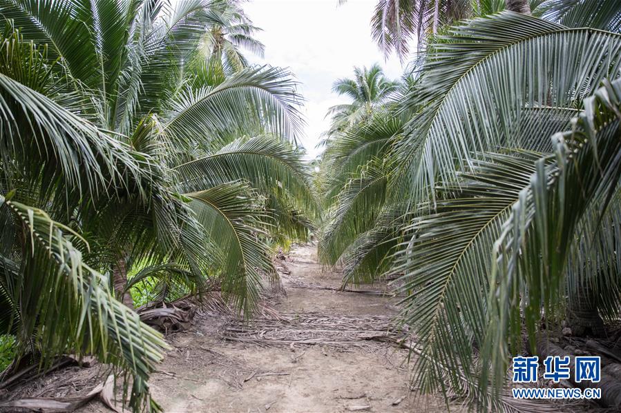 （第三屆進(jìn)博會(huì)&middot;圖文互動(dòng)）（7）通訊：椰香飄進(jìn)進(jìn)博會(huì) 市場(chǎng)開(kāi)放共繁榮&mdash;&mdash;一名泰國(guó)椰商的心聲