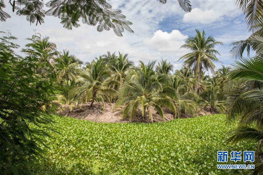 （第三屆進(jìn)博會(huì)&middot;圖文互動(dòng)）（9）通訊：椰香飄進(jìn)進(jìn)博會(huì) 市場(chǎng)開(kāi)放共繁榮&mdash;&mdash;一名泰國(guó)椰商的心聲