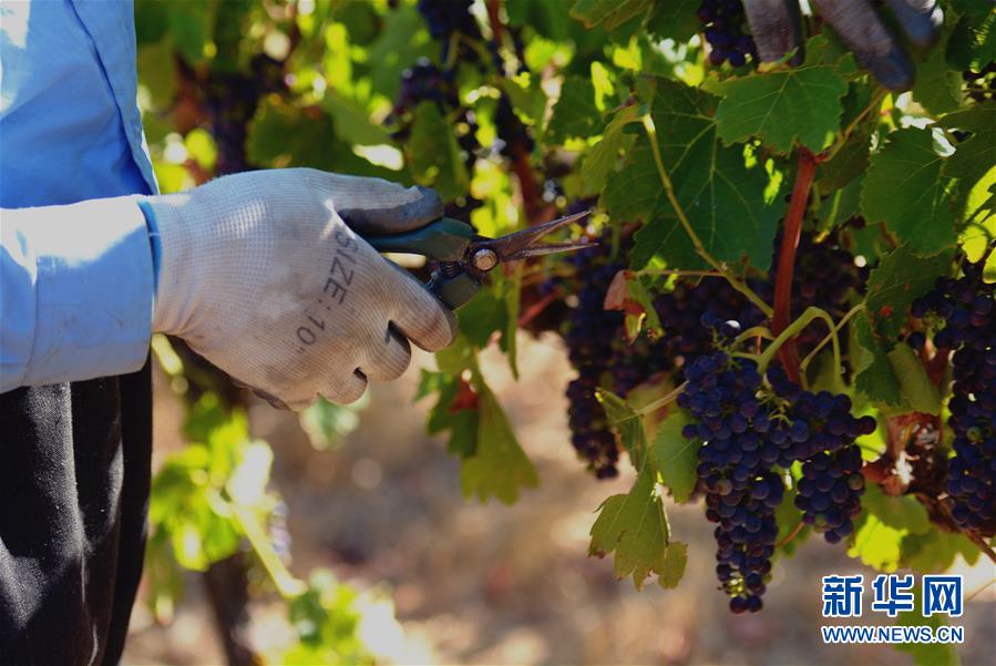 （第三屆進(jìn)博會(huì)&middot;圖文互動(dòng)）（2）專(zhuān)訪(fǎng)：進(jìn)博會(huì)是了解中國(guó)市場(chǎng)的好機(jī)會(huì)&mdash;&mdash;訪(fǎng)澳大利亞諾瓦維塔葡萄酒集團(tuán)創(chuàng)始人卡臣