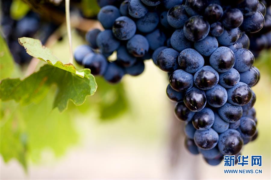 （第三屆進(jìn)博會(huì)&middot;圖文互動(dòng)）（4）專(zhuān)訪(fǎng)：進(jìn)博會(huì)是了解中國(guó)市場(chǎng)的好機(jī)會(huì)&mdash;&mdash;訪(fǎng)澳大利亞諾瓦維塔葡萄酒集團(tuán)創(chuàng)始人卡臣