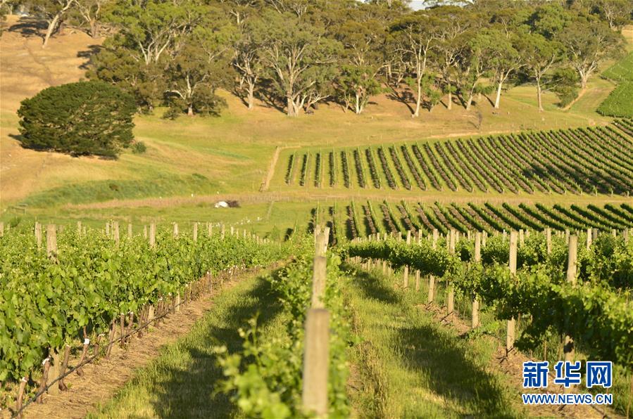 （第三屆進(jìn)博會(huì)&middot;圖文互動(dòng)）（5）專(zhuān)訪(fǎng)：進(jìn)博會(huì)是了解中國(guó)市場(chǎng)的好機(jī)會(huì)&mdash;&mdash;訪(fǎng)澳大利亞諾瓦維塔葡萄酒集團(tuán)創(chuàng)始人卡臣