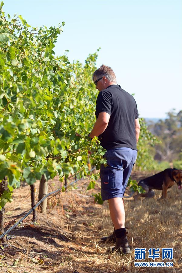 （第三屆進(jìn)博會(huì)&middot;圖文互動(dòng)）（8）專(zhuān)訪(fǎng)：進(jìn)博會(huì)是了解中國(guó)市場(chǎng)的好機(jī)會(huì)&mdash;&mdash;訪(fǎng)澳大利亞諾瓦維塔葡萄酒集團(tuán)創(chuàng)始人卡臣