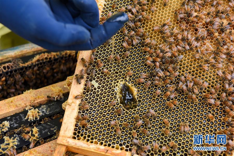 （第三屆進(jìn)博會(huì)&middot;圖文互動(dòng)）（6）通訊：新西蘭的進(jìn)博會(huì)味道，甜